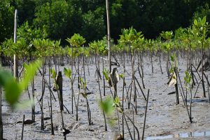 Kesalahan dalam Penanaman Mangrove yang Membuat Hasilnya Kurang Optimal